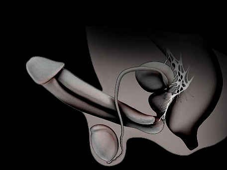 ErectogenX review no.2